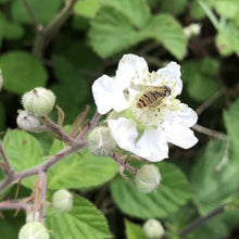 Load image into Gallery viewer, Blackberries (Rubus fruticosus)