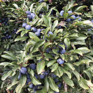 Sloes. 