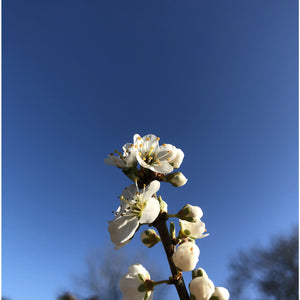 Hedge plant: Blackthorn