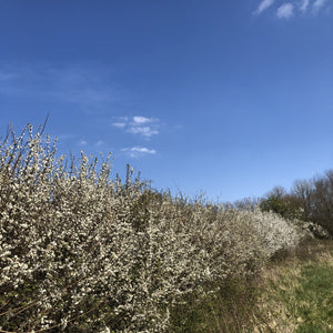 Blackthorn hedge in blossom