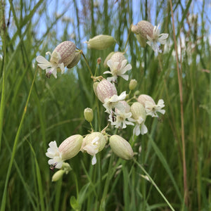 Coastal Meadow Seed Mix