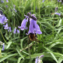 Load image into Gallery viewer, Coastal Meadow Seed Mix