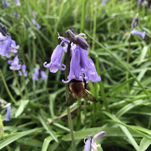 Coastal Meadow Seed Mix