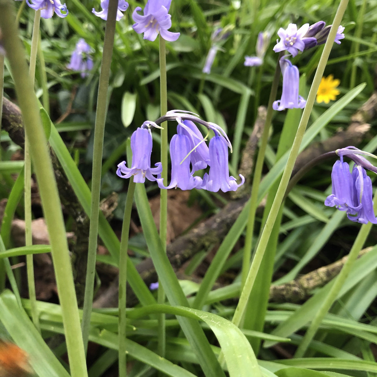 Bluebell Seed British Wildflowers Shop Habitat Aid