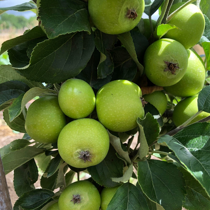 Bringewood pippin apples