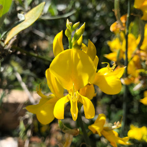 Cytisus scoparius flower