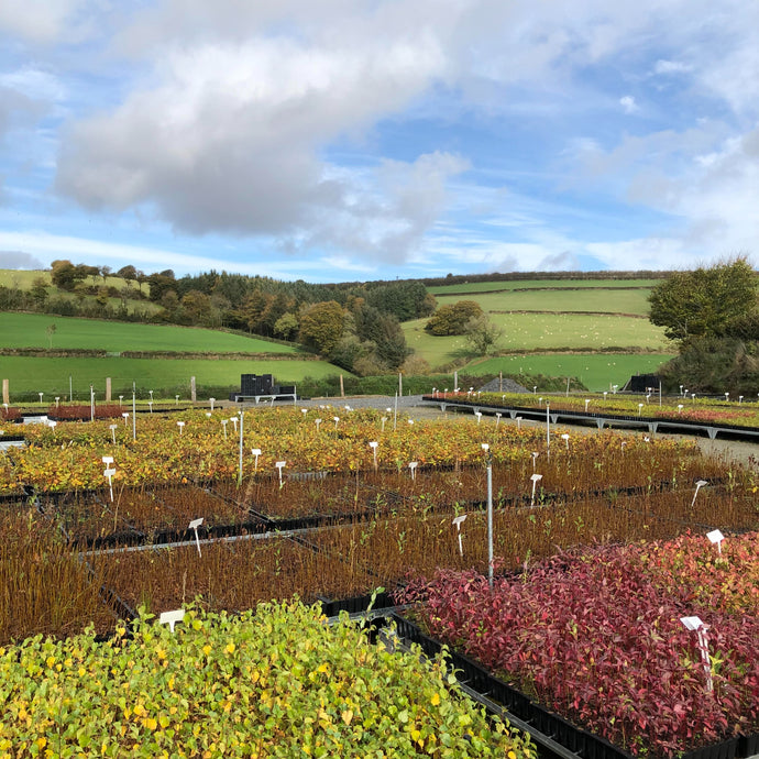 Cell grown plant nursery