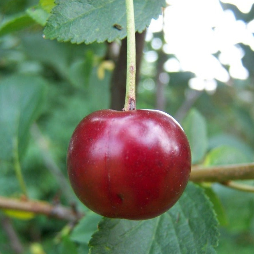 Morollo Morello | Buy Heritage Cherry Trees Online | Habitat Aid