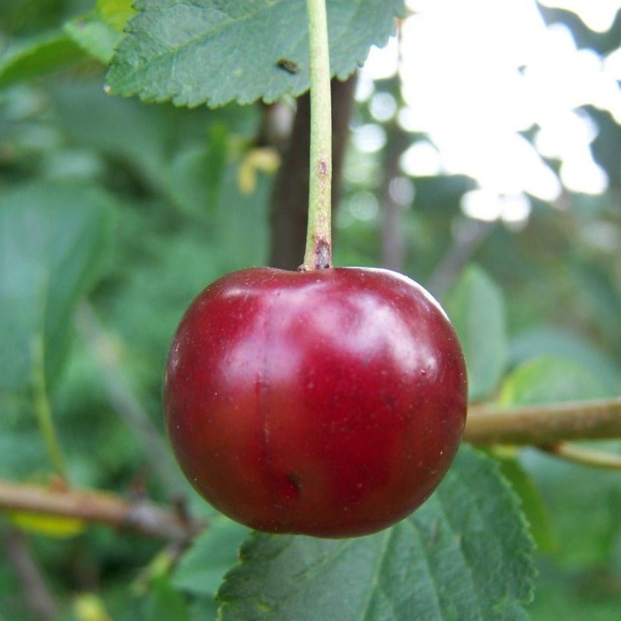 Cherry tree - Morello