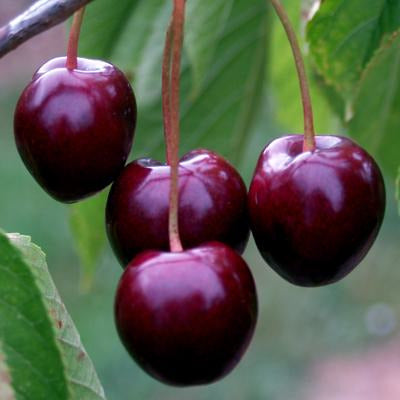 Chel Tree Stella | Buy Heritage Cherry Trees Online | Habitat Aid