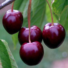 Load image into Gallery viewer, Cherry Tree - Stella
