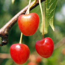 Load image into Gallery viewer, Cherry Tree - White Heart