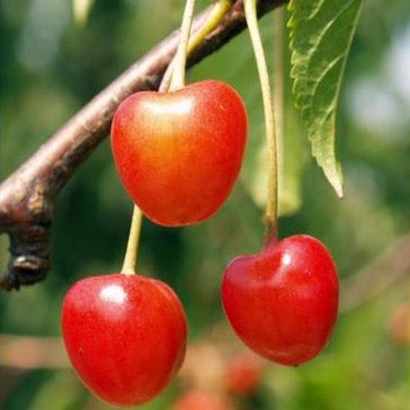 Cherry Tree - White Heart