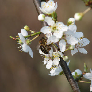 Honeybee and Prunus cerasifera