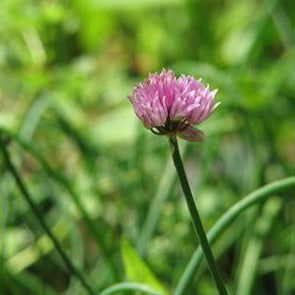 Chives (Allium schoenoprasum var anglicum)