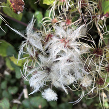 Load image into Gallery viewer, Clematis vitalba seed clusters