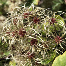Load image into Gallery viewer, Clematis vitalba