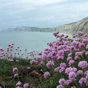 Coastal plug plants