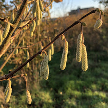 Load image into Gallery viewer, Cobs and Filberts (Corylus avellana and maxima)
