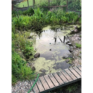 Preplanted coir mats in garden pond