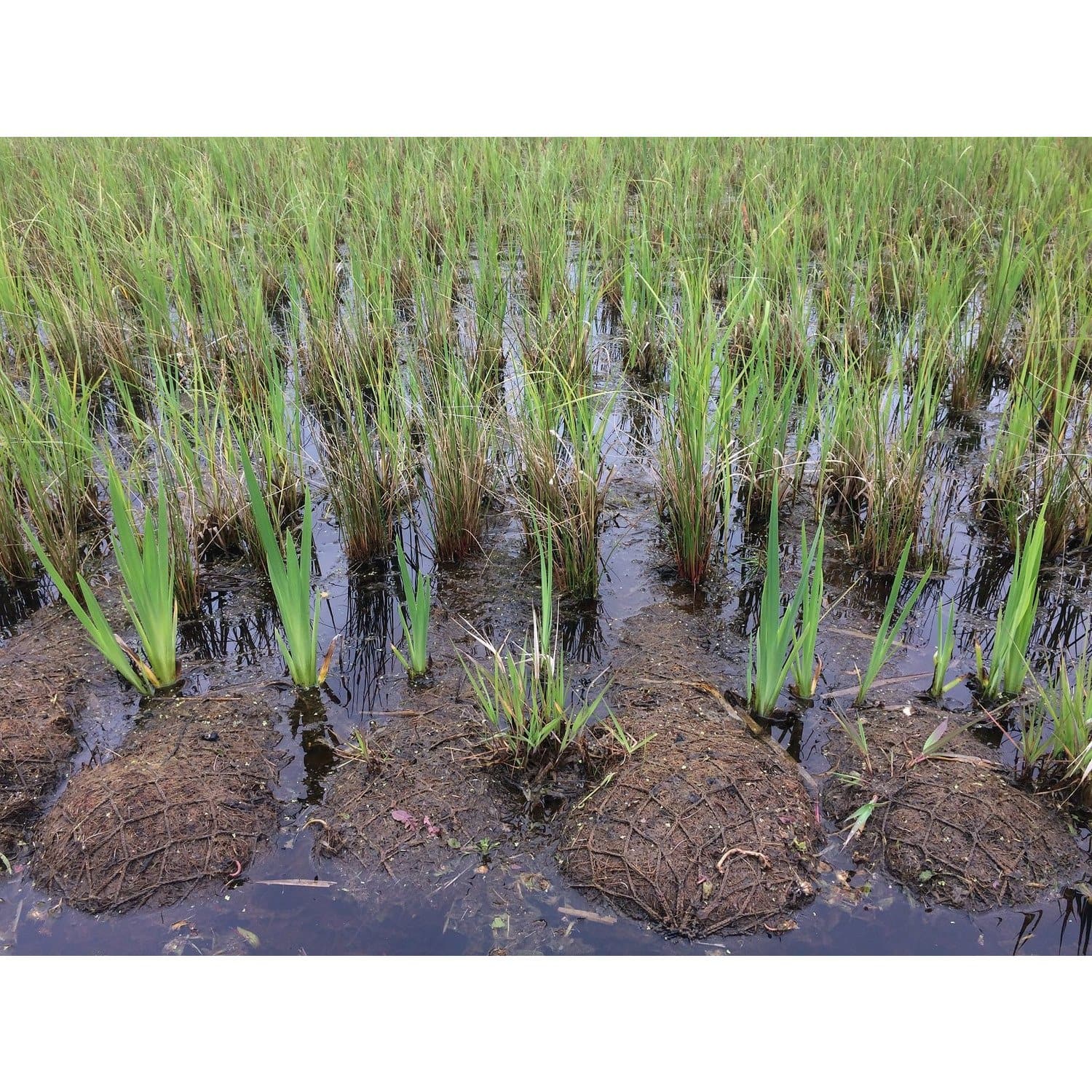 Coir Rols Pond Coir Rolls | British Seeds & Plants Shop | Habitat Aid