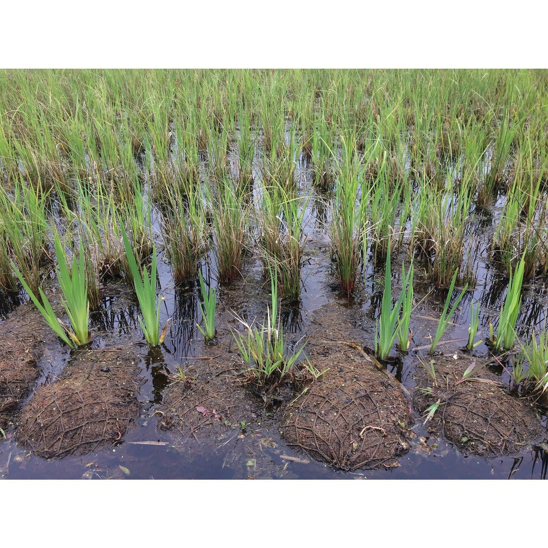 Native Pond & River Plants and Seeds | Coir Products | Habitat Aid