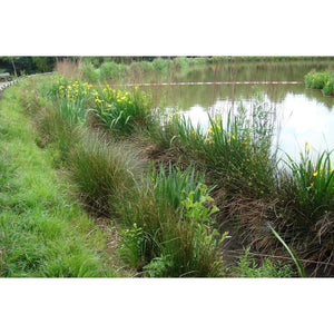 Preplanted coir rolls with additional planting