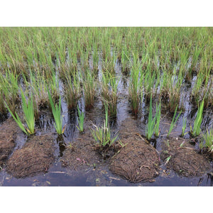 Coir rolls in the nursery