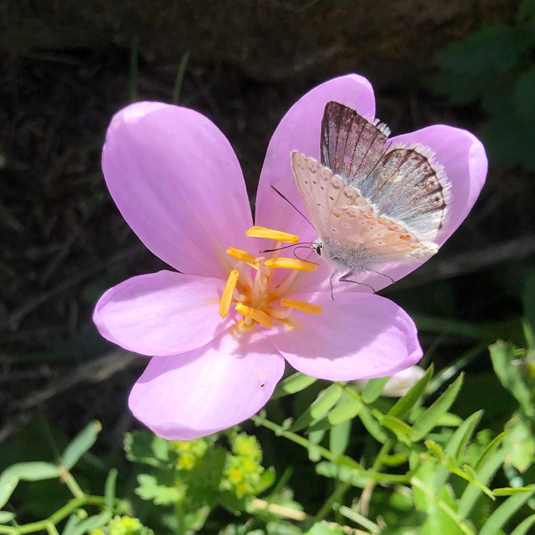 Autumn crocus, Colchicum autumnale