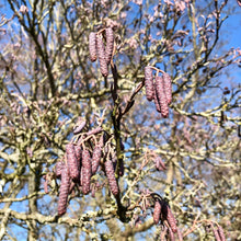 Load image into Gallery viewer, Purple alder catkins