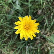 Load image into Gallery viewer, Flowering Lawn Seed Mix