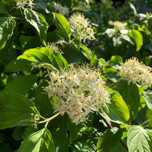 Cornus sanguinea, Common dogwood, in flower