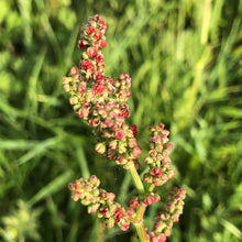 Load image into Gallery viewer, Basic Wildflower Meadow Seed Mix