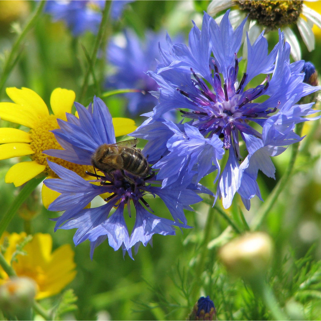 Cornflower and honeybee