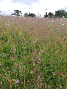 Cotswold Meadow Seed Mix - Neutral Soils