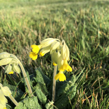 Load image into Gallery viewer, Flowering Lawn Seed Mix