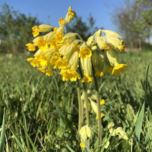 Load image into Gallery viewer, Wildflowers for heavy soils