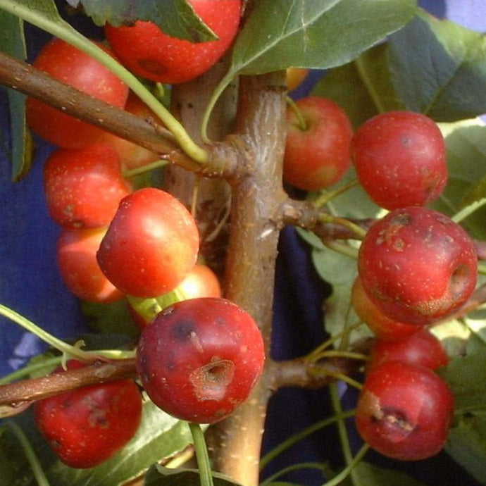 Crab apple - Cheal's Scarlet