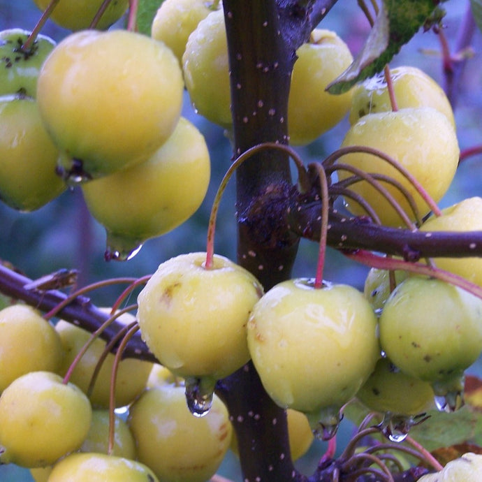 Crab apple - Golden hornet