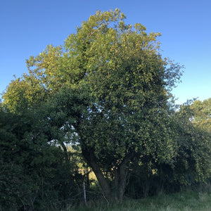 Crab apple, Malus sylvestris