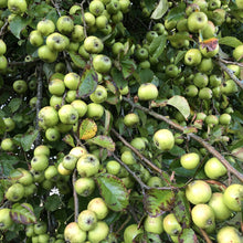 Load image into Gallery viewer, Wild crab apples