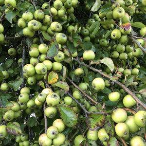 Wild crab apples