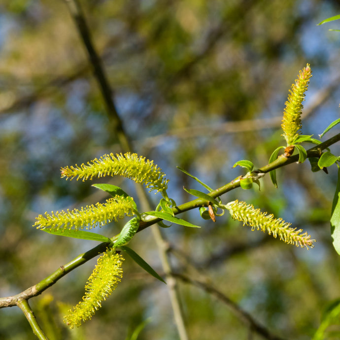 Salix fragilis in flower