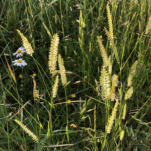 Basic Wildflower Meadow Seed Mix