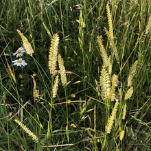 Load image into Gallery viewer, Coastal Meadow Seed Mix