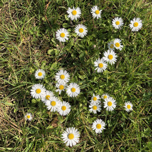 Load image into Gallery viewer, Flowering Lawn Seed Mix
