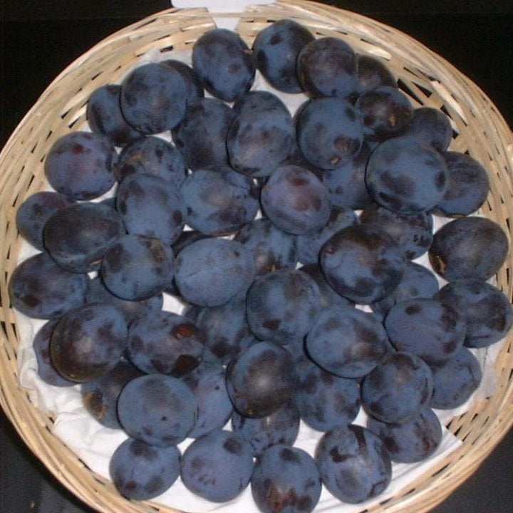 Fruit Trees For Sale | Rare Heritage Varieties | Habitat Aid