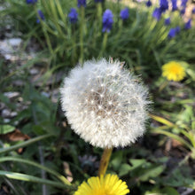 Load image into Gallery viewer, Flowering Lawn Seed Mix