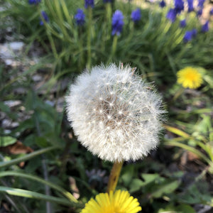 Flowering Lawn Seed Mix