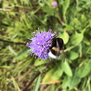 Coastal Meadow Seed Mix